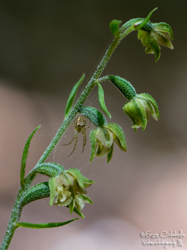 Epipactis microphylla